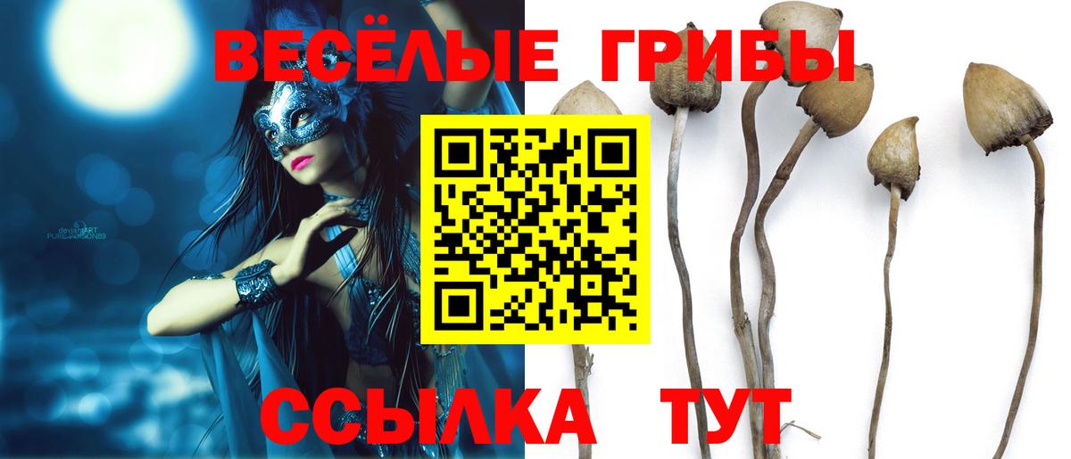 Псилоцибиновые грибы Cubensis Кизилюрт